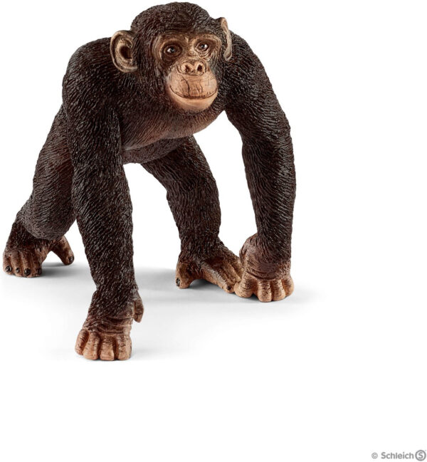 Chimpanzee, Male