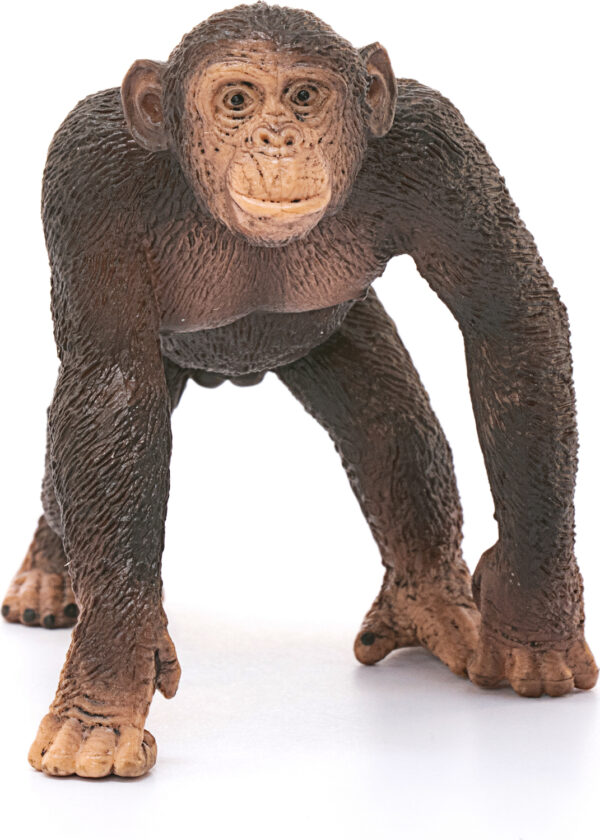 Chimpanzee, Male