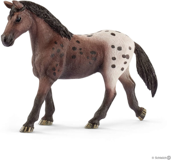 Appaloosa Mare