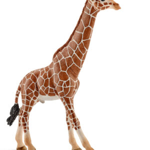 Giraffe, Male