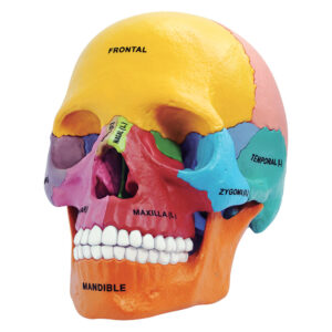 tedco didactic skull