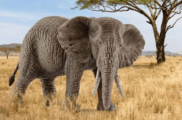schleich elephant female