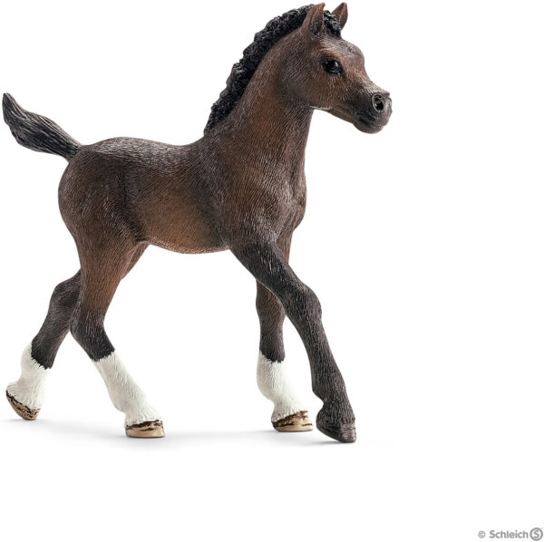 Arabian Foal