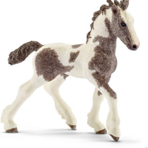 Tinker Foal
