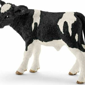 Holstein Calf
