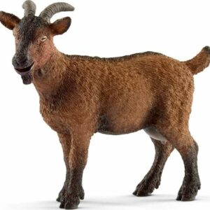 Goat