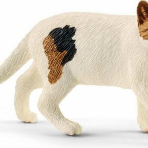 American Shorthair Cat
