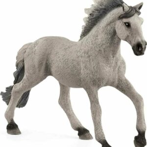 Sorraia Mustang Stallion