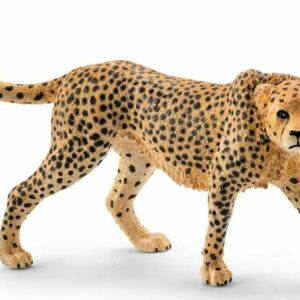 Cheetah, Female