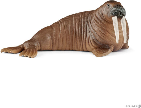 Walrus
