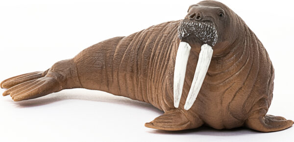 Walrus