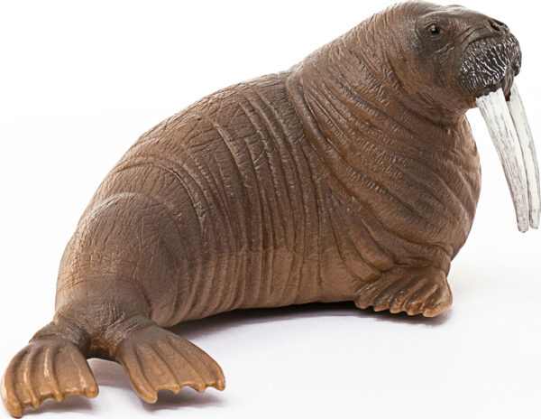 Walrus
