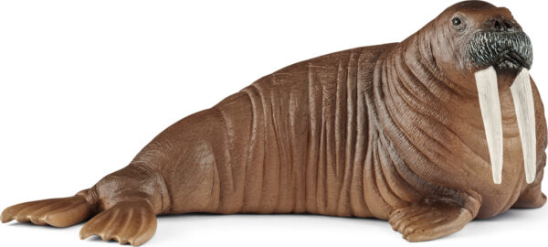 Walrus