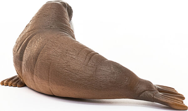 Walrus
