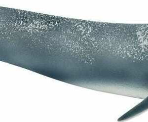 Blue Whale