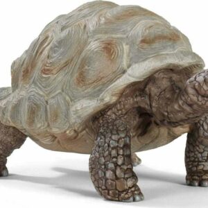 Giant Tortoise