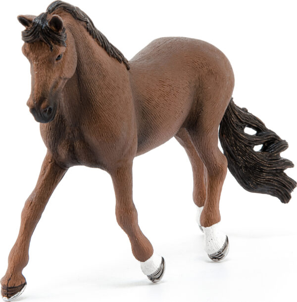 Trakehner Gelding