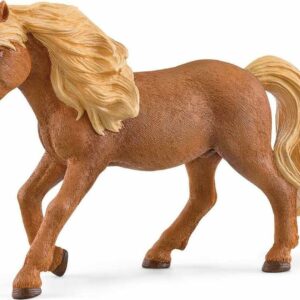 Icelandic Pony Stallion