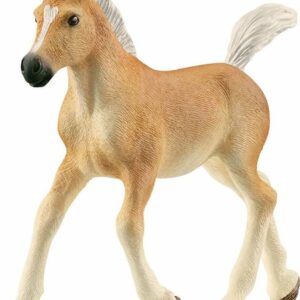 Haflinger Foal