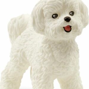 Bichon Frise