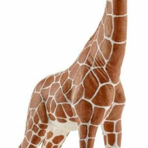 Giraffe, Female