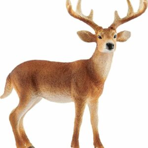 White-Tailed Buck