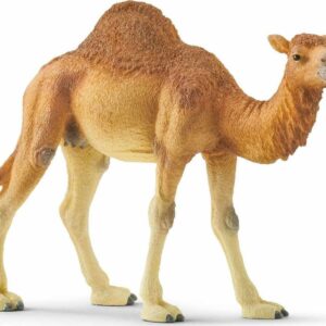 Dromedary