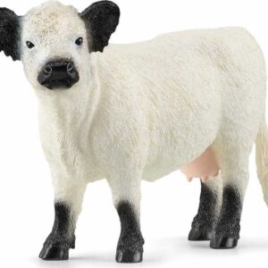 Galloway Cow