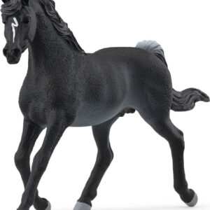 Horse Club Arabian Stallion