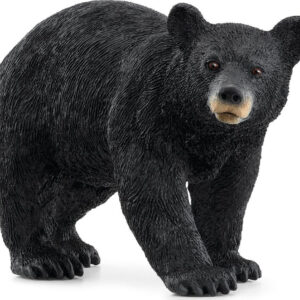 American Black Bear