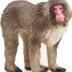 WILD LIFE Japanese Macaque