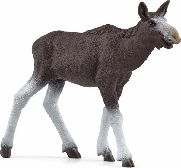 Moose Calf
