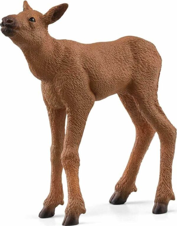 Moose Calf