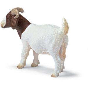 Boer She-goat